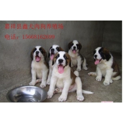 如何科学养肉狗