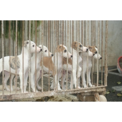 宁夏固原格力犬哪里有卖的吗