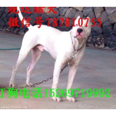 哪里有卖小杜高犬的