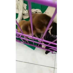 宠物猴