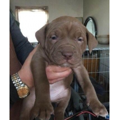 天津纯种咖啡色比特幼犬多少钱