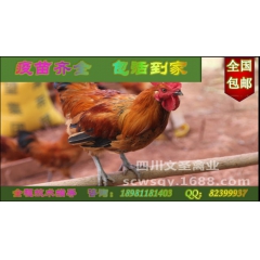 遂宁土鸡  遂宁绿壳蛋鸡  遂宁跑山鸡  遂宁青脚麻鸡  出...
