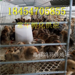 成品鸡 红玉鸡苗！养小鸡苗经验？芦花鸡苗 绿壳蛋鸡 苗脱温鸡...