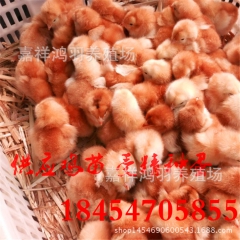 黑白花公鸡苗！哪里有孵化场？芦花鸡苗 绿壳蛋鸡 苗脱温鸡苗