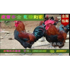 巴中土鸡  通江青脚土鸡  达州旧院黑鸡  绿壳蛋鸡 量大从...