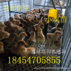青脚 土鸡苗经营供应芦花鸡苗 绿壳蛋鸡 苗脱温鸡苗
