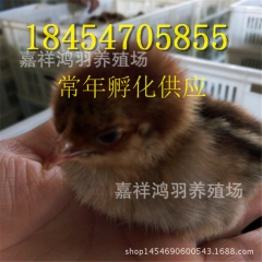 批发供应芦花鸡苗 绿壳蛋鸡 苗脱温鸡苗