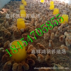 青脚 土鸡苗供应受精种蛋芦花鸡苗 绿壳蛋鸡 苗脱温鸡苗