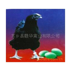 厂家批发供应优质绿壳蛋鸡，黑鸡，乌鸡鸡苗5件起批 鸡批发