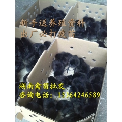 专业批发优质蛋鸡苗 高产绿壳蛋鸡 百分之80的绿壳率 外形美...