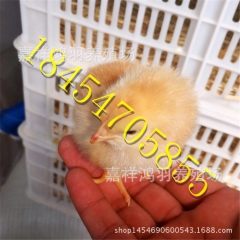 青脚 土鸡苗2106年养殖项目芦花鸡苗 绿壳蛋鸡 苗脱温鸡苗
