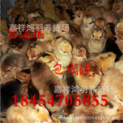 大冠公母鸡苗 大红小鸡苗批发供应芦花鸡苗 绿壳蛋鸡 苗脱温鸡...