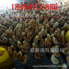 成品鸡 红玉鸡苗！小鸡苗价格？芦花鸡苗 绿壳蛋鸡 苗脱温鸡苗