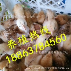 大红公鸡苗!经营供应脱温红玉鸡苗大红公鸡苗种蛋批发绿壳蛋鸡