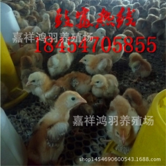 经营供应芦花鸡苗 绿壳蛋鸡 苗脱温鸡苗