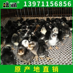 小额批发 湖北果润黑羽绿壳蛋鸡 健康绿壳蛋鸡苗高产黄麻鸡苗养...