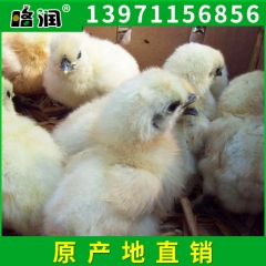 农家高产绿壳蛋鸡苗 湖北纯种绿壳蛋鸡 新品原生态绿壳蛋鸡批发