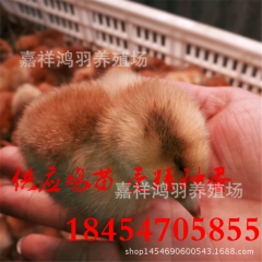 芦花鸡苗常年孵化供应芦花鸡苗 绿壳蛋鸡 苗脱温鸡苗