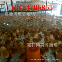 哪里有孵化场？芦花鸡苗 绿壳蛋鸡 苗脱温鸡苗