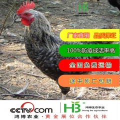 绿壳蛋鸡脱温鸡苗销售价格 出售脱温绿壳蛋鸡鸡苗销售 绿壳蛋鸡