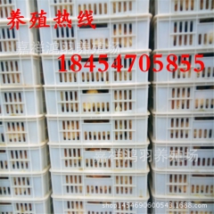 黑白花公鸡苗！养鸡的利润？芦花鸡苗 绿壳蛋鸡 苗脱温鸡苗