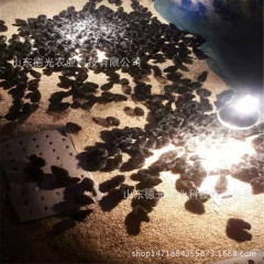 中国绿壳蛋鸡，中国绿壳蛋鸡养殖基地，