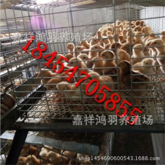 青脚 土鸡苗厂家直销 长期销售芦花鸡苗 绿壳蛋鸡 苗脱温鸡苗