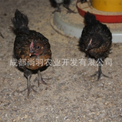 基地直销凤头特种土鸡苗山鸡苗60日脱温鸡批发乌脚鸡非绿壳蛋鸡