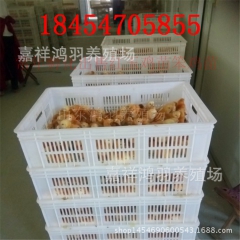 红玉鸡苗 养殖技术！多少钱一只？芦花鸡苗 绿壳蛋鸡 苗脱温鸡...