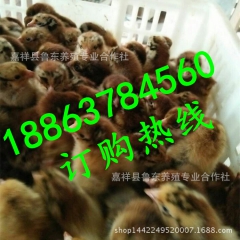 红玉鸡苗孵化厂优惠批发红380公鸡苗-918鸡苗-九斤黄-绿...