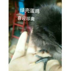 威海绿壳蛋鸡，荣成绿壳蛋鸡，乳山绿壳蛋鸡