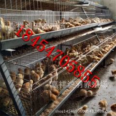 黑白花公鸡苗！哪里有380公鸡苗？芦花鸡苗 绿壳蛋鸡 苗脱温...