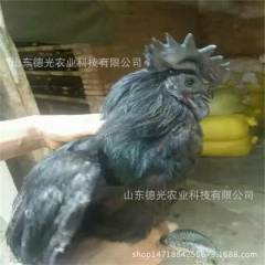 绿壳蛋鸡，绿壳蛋鸡养殖技术，纯种绿壳蛋鸡养殖基地，