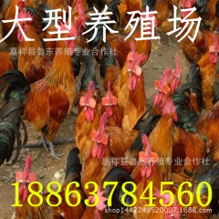 红玉鸡苗、五黑鸡、绿壳蛋鸡、价格大量供应,成活率,送货到家!