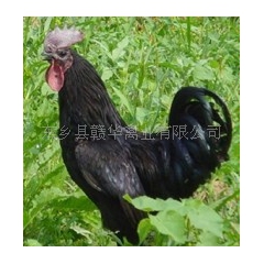 2012最具养殖价值最赚钱的养殖 饲养绿壳蛋鸡 赚钱