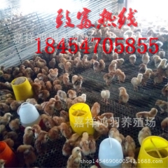 黑白花公鸡苗！小鸡苗价格？芦花鸡苗 绿壳蛋鸡 苗脱温鸡苗