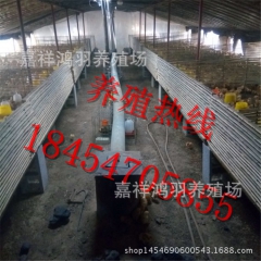 山东鸿羽孵化场！小鸡苗专业出售芦花鸡苗 绿壳蛋鸡 苗脱温鸡苗