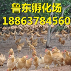 【优质笨鸡苗供应】绿壳蛋鸡 土鸡 草鸡 柴鸡苗联系18863...