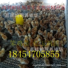 黑白花公鸡苗！2106年养殖项目芦花鸡苗 绿壳蛋鸡 苗脱温鸡...