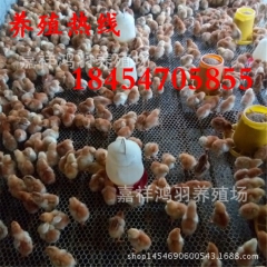 青脚 土鸡苗山东鸿羽孵化场供应芦花鸡苗 绿壳蛋鸡 苗脱温鸡苗