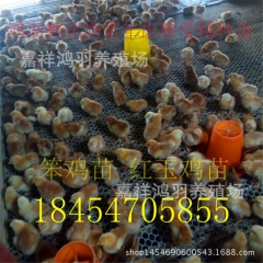 九斤大红玉公鸡 鸡苗价格 绿壳蛋鸡 土鸡笨鸡鸡苗 青脚麻鸡