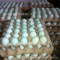 绿壳蛋鸡，绿壳蛋鸡鸡蛋多少钱一个，