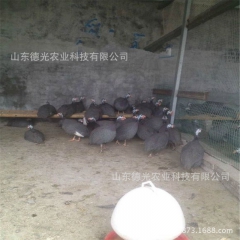 珍珠鸡，贵妃鸡，绿壳蛋鸡，山鸡，芦花鸡价格