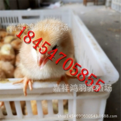 鸡苗 黑脚杯鸡苗哪里有380公鸡苗？芦花鸡苗 绿壳蛋鸡 苗脱...