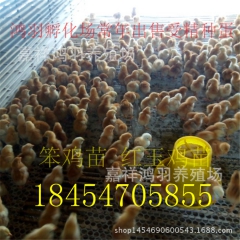 青脚 土鸡苗红玉鸡苗供应芦花鸡苗 绿壳蛋鸡 苗脱温鸡苗