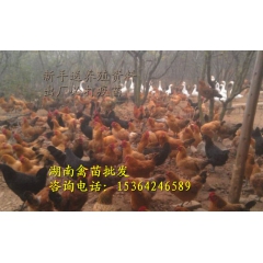 高产绿壳蛋鸡 产绿壳蛋 产蛋率80%左右 母苗保证！80%左...
