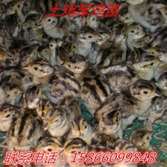 贵阳优质鸡苗孵化场 土鸡笨鸡苗 红玉公鸡鸡苗 哪里有卖绿壳蛋...