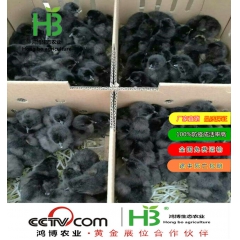 麻羽绿壳蛋鸡 五黑一绿绿壳蛋鸡鸡苗苗销售
