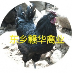 供应东乡优质纯种六黑绿壳蛋鸡 绿壳蛋鸡