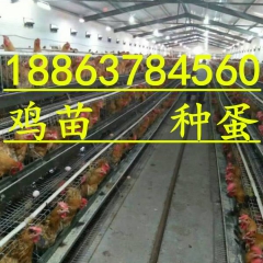 孵出几天的红玉鸡苗好养殖，笨鸡苗麻鸡苗九斤黄五黑鸡绿壳蛋鸡